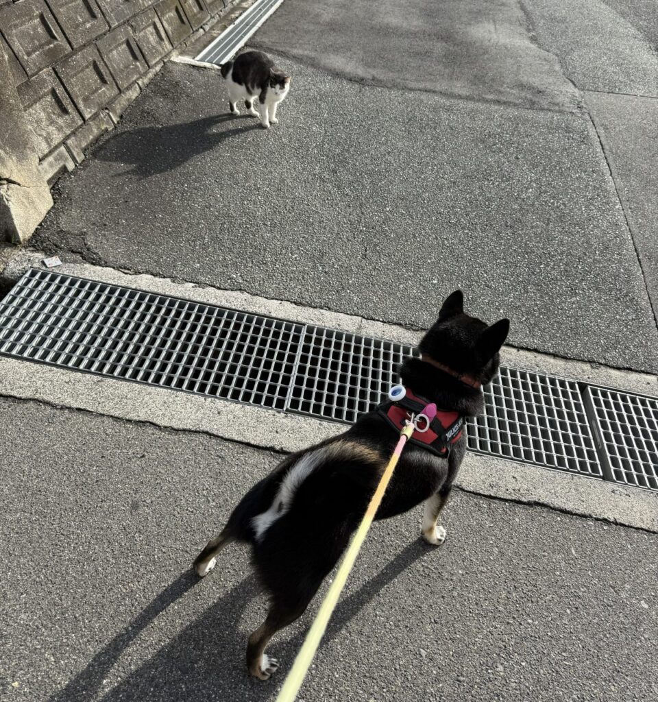 朝の散歩中の犬と、道の先にいる猫